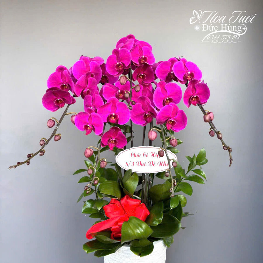 Chậu Lan Hồ Điệp CL002
